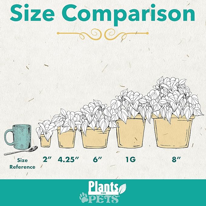 Audrey Ficus Tree Live Plant (Approx. 16" Tall) in 6 Inch Pot, Air Purifying Plant, Easy Plant Decor, Ficus Audrey Plant Live Indoor Plant, House Plant, Desk Plant & Office Plant by Plants for Pets