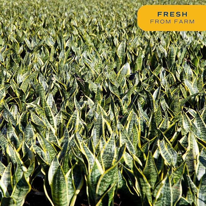 Costa Farms Snake Plant, Live Indoor Sansevieria Plant, Easy to Grow Succulent Houseplant Potted in Indoor Plant Pot, Potting Soil Mix, Home and Room Decor, Fits Shelves, Tabletops, 8-Inches Tall