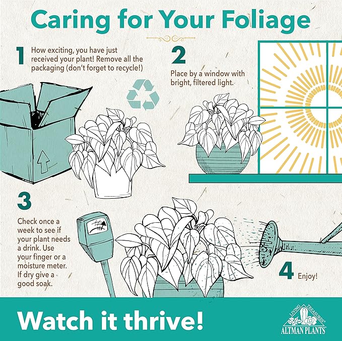 Altman Plants Sansevieria Superba Snake Plants (Approx. 8" Tall) in White Plant Pot, Variegated Snake Plant Decor, Easy Plant Gift & Desk Plant, Live Snake Plant Live Indoor with Pot, Air Purifying