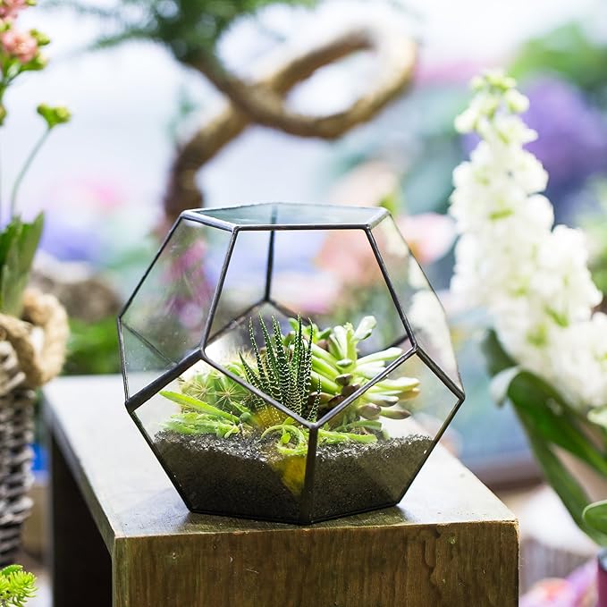 NCYP Small Open Terrarium Planter - 6.89" x 6.89" x 5.9" Pentagon Geometric Glass Container Pot for Succulents, Air Plants - Home Garden Tabletop Miniature Decor, Black (No Plants)